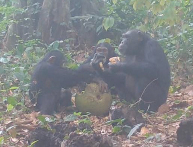 <p>Chimpanzees sharing fermented fruit</p>