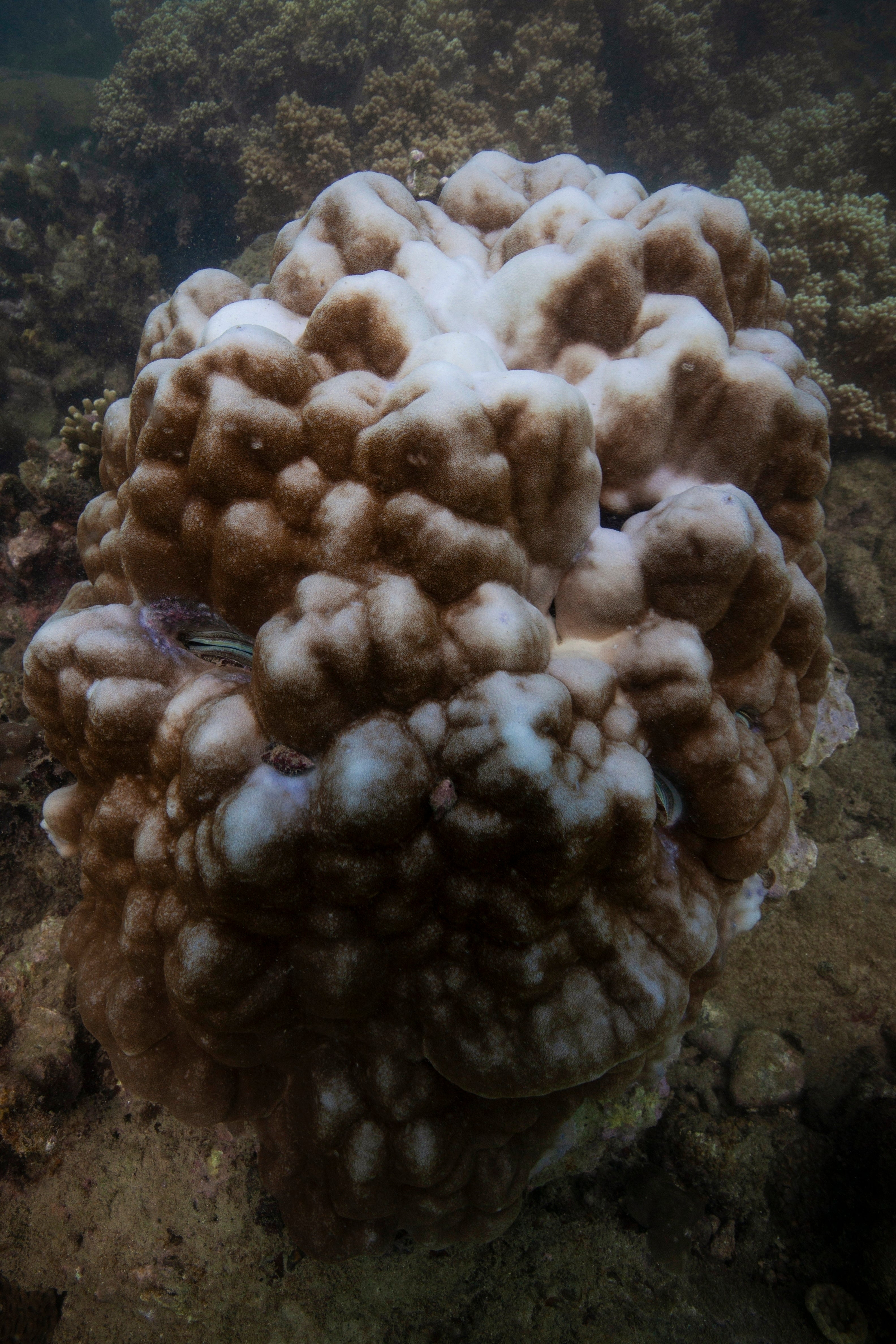 Climate Coral Bleaching