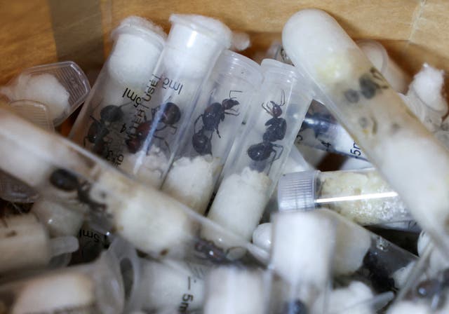 <p>Samples of garden ants concealed in syringes are presented to court </p>