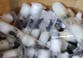 Ants are at the centre of a new crime ring threatening Europe: ‘It’s like cocaine’