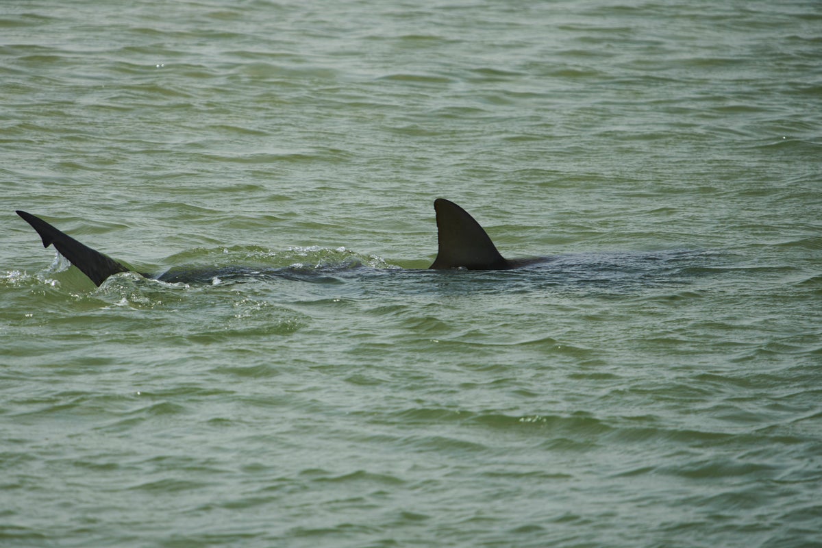 https://static.independent.co.uk/2025/04/23/15/Israel_Shark_Attack_94514.jpg?width=1200&height=800&crop=1200:800