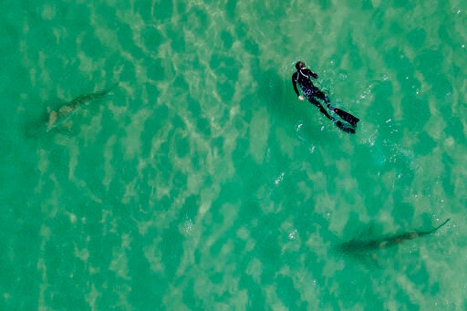 ISRAEL-TIBURONES-ATAQUE