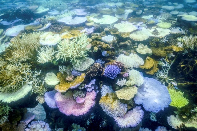 <p>File. Bleached and dead coral is seen around Lizard Island on Australia’s Great Barrier Reef on 5 April 2024</p>