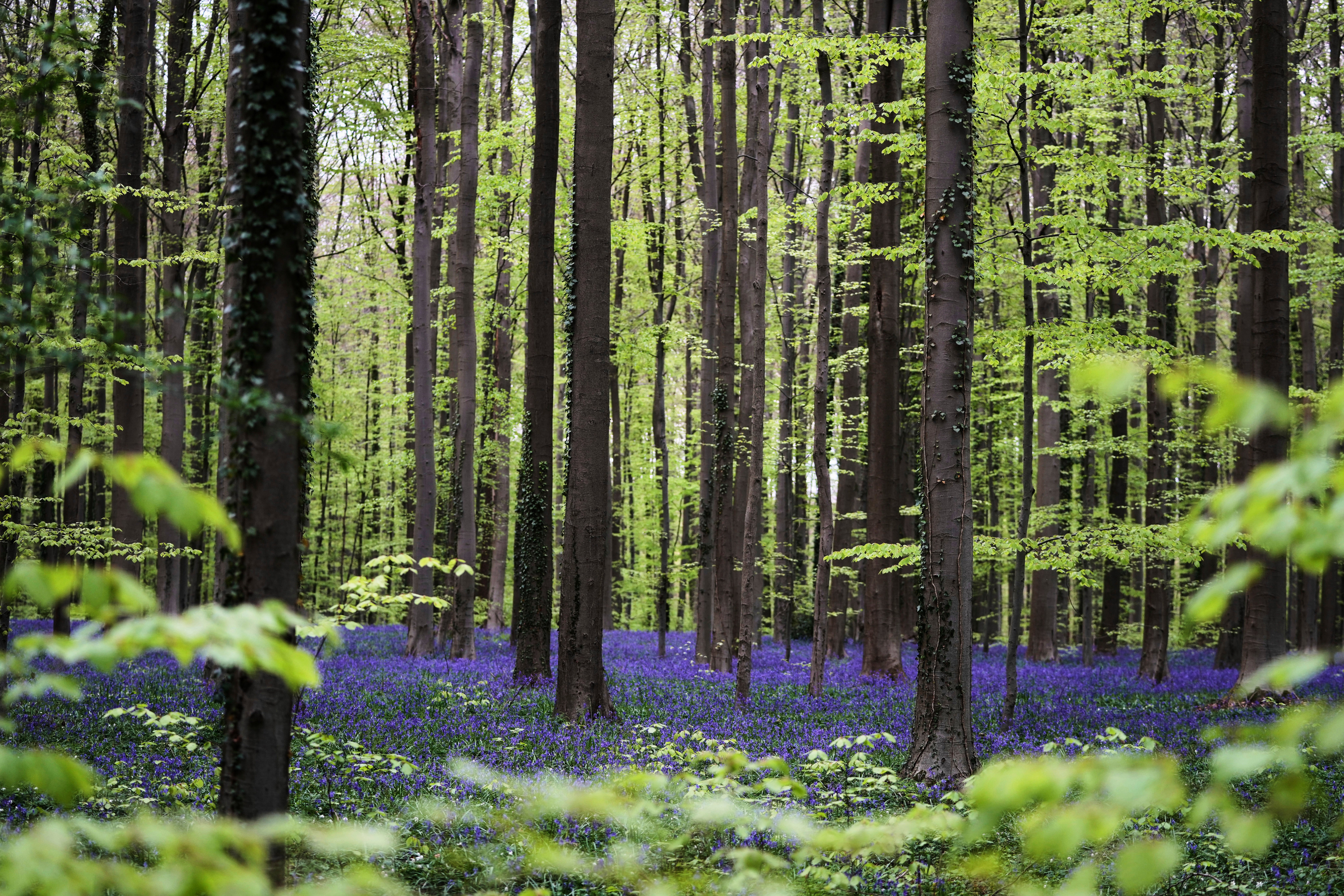 Be Well Spring Blossoms Bluebells