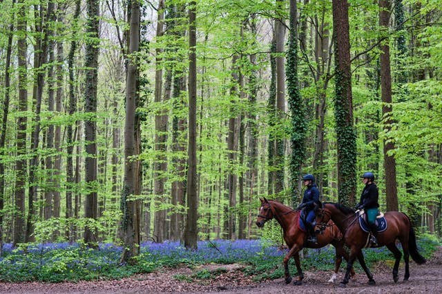 Be Well Spring Blossoms Bluebells