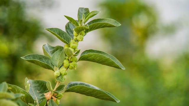 <p>Immunity booster plant, Withania somnifera, known commonly as ashwagandha</p>
