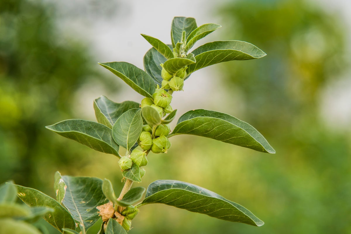 The truth about ashwagandha’s possible health benefits – and its risks