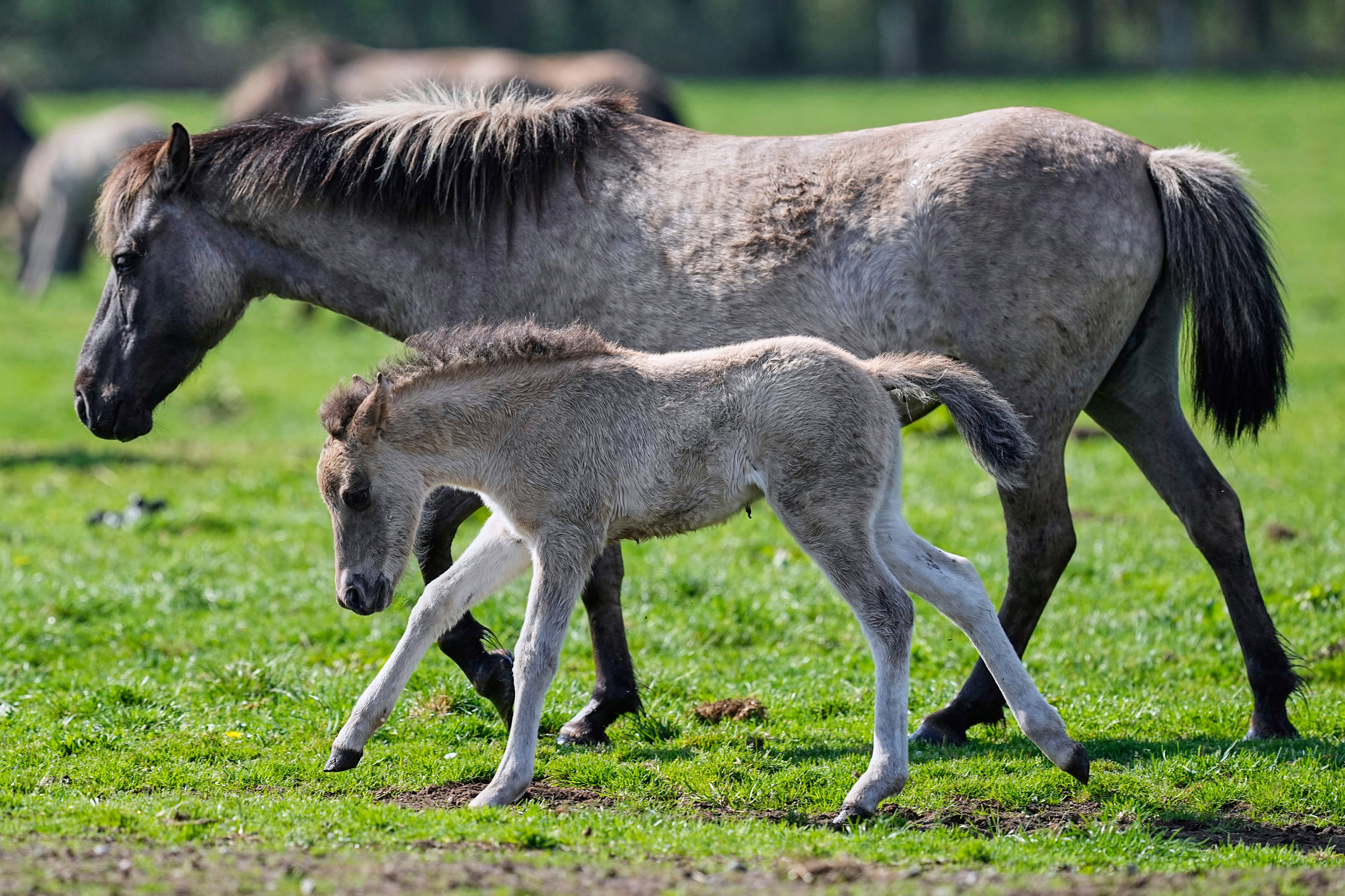 Germany Wild Horses Photo Gallery