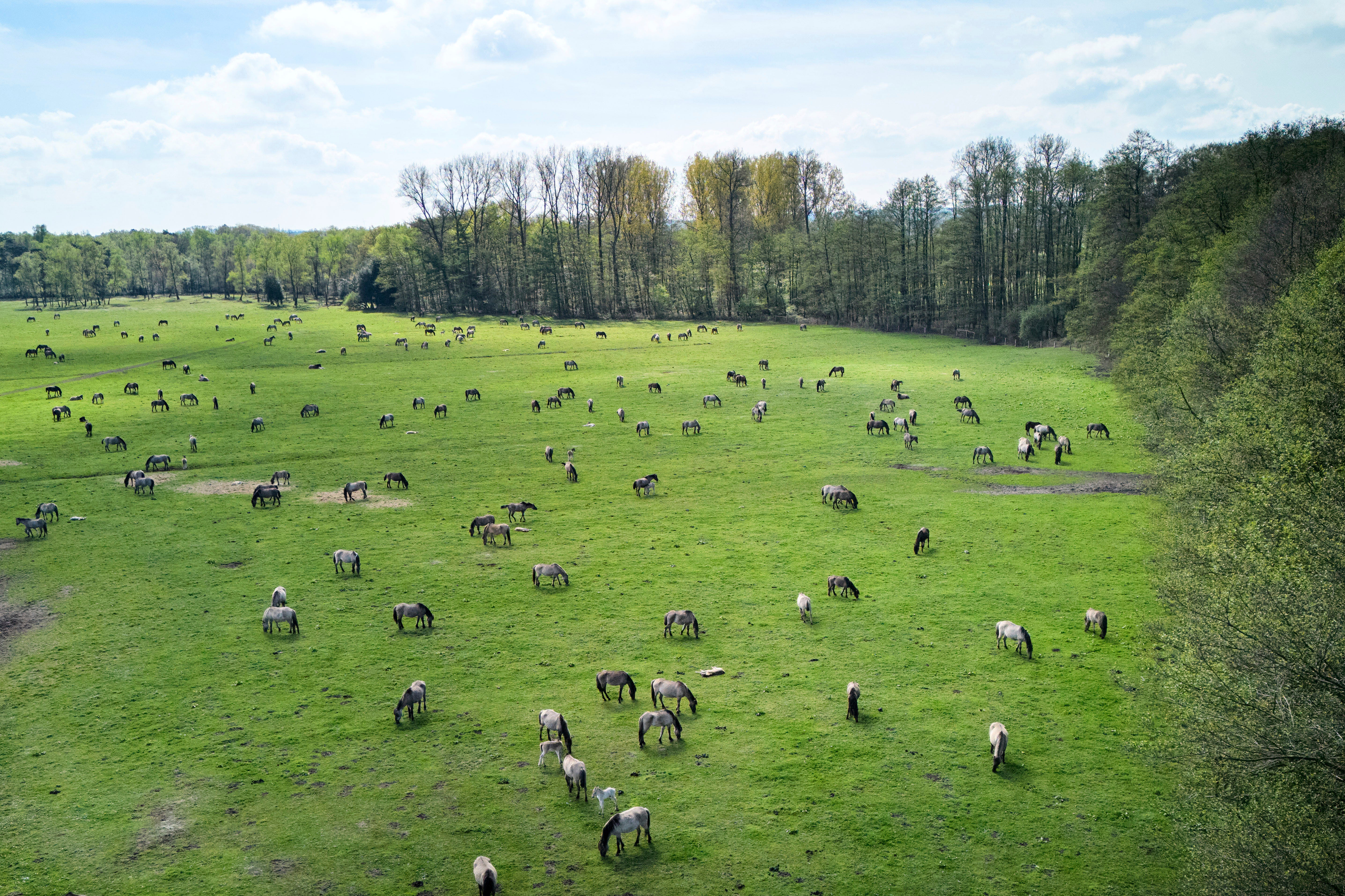 Germany Wild Horses Photo Gallery