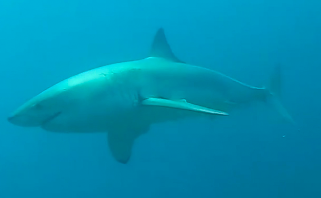 <p>Great White Shark off South Carolina coast</p>