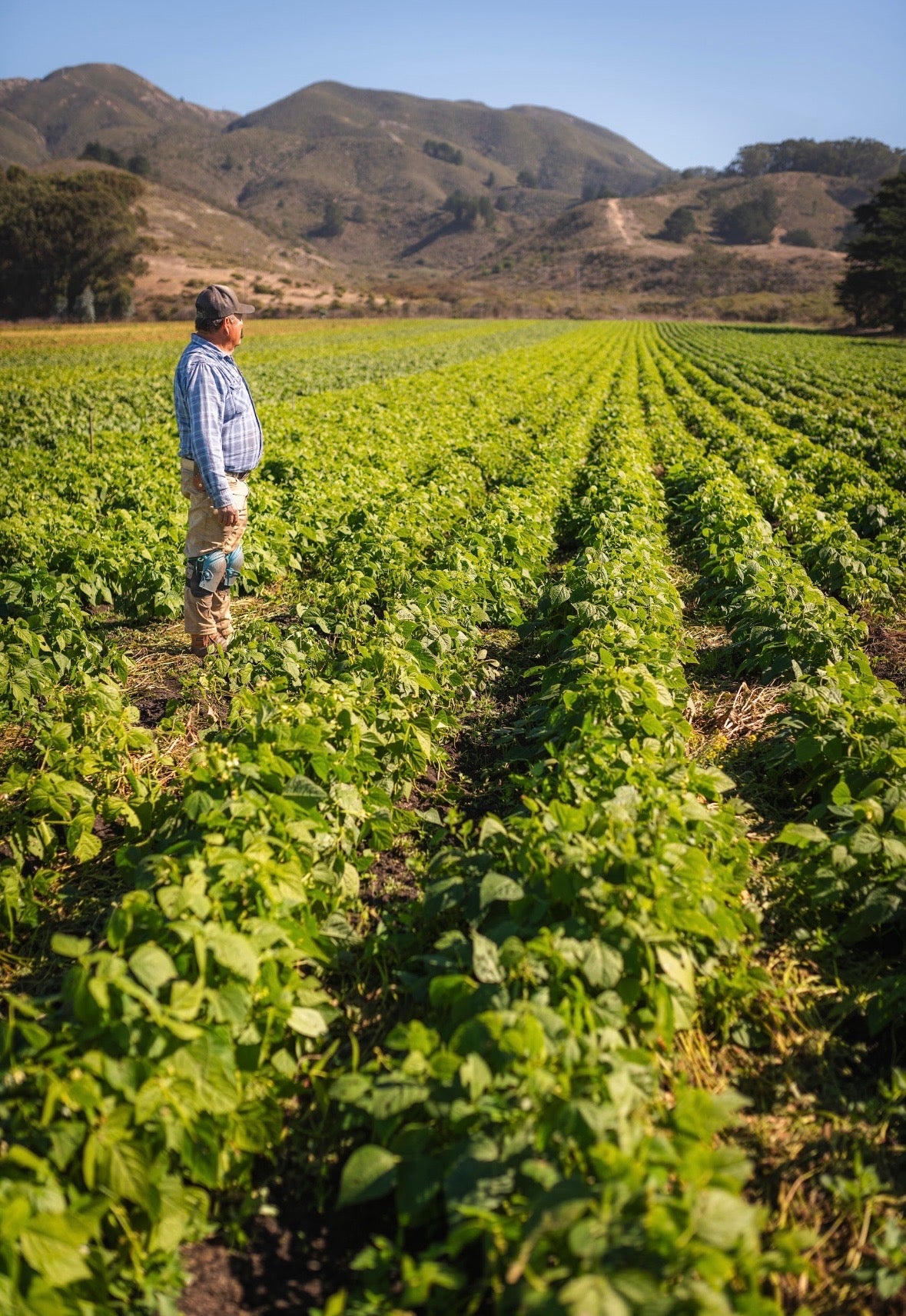 Farmer Javier Torres, who has been working the land in this area for 45 years and fears his colleagues and friends being deported, surveys his crops