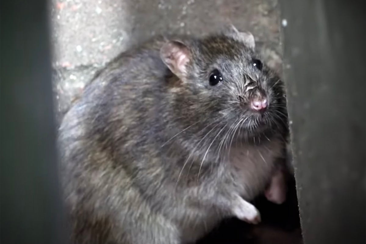 Rats the ‘size of dachshunds’ terrify Birmingham residents as bin ...