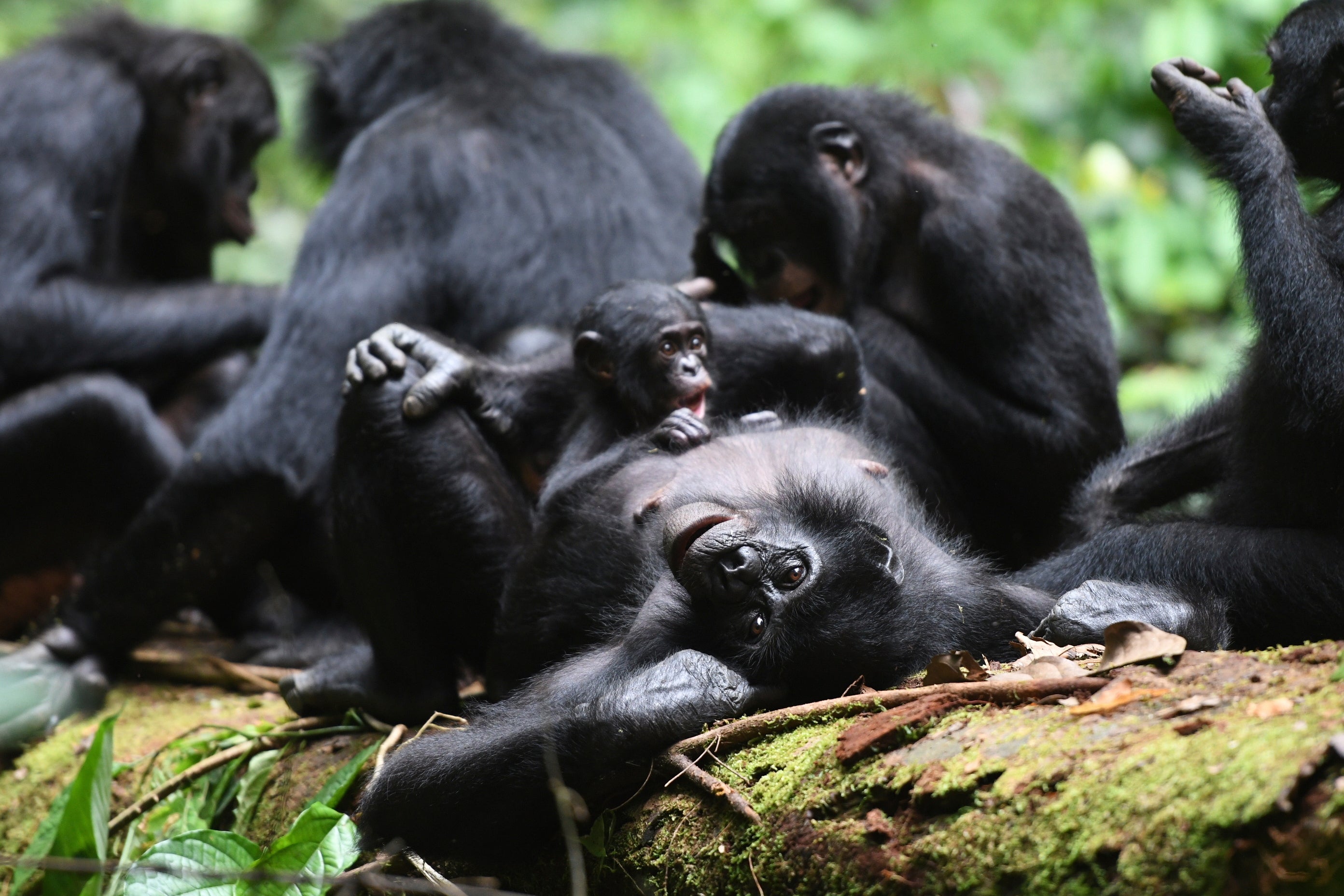 Female Bonobos