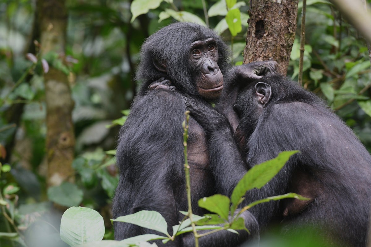 Bonobos in Congo form girl groups to fend off male aggression, study says