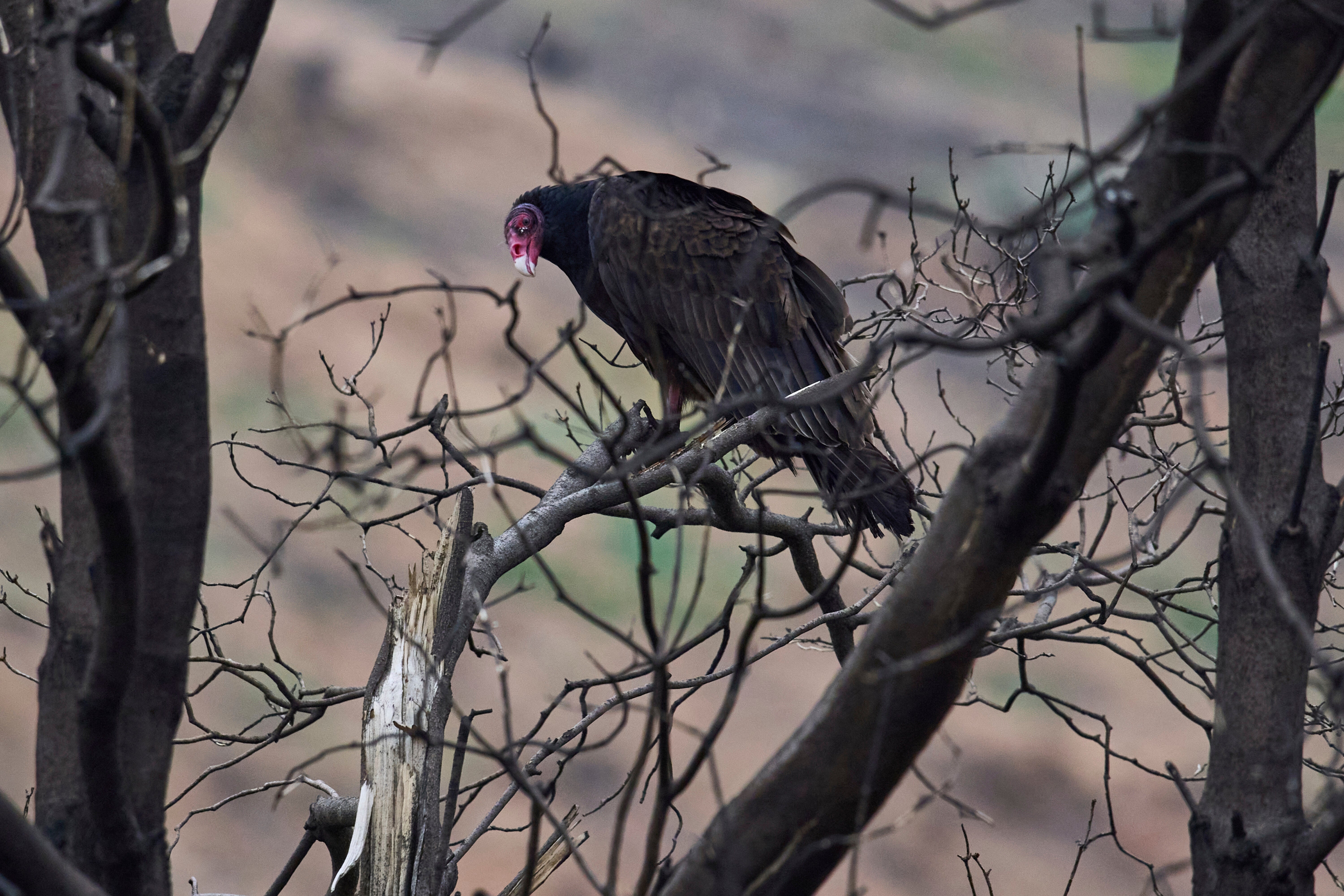 Eaton Fire Nature Recovery