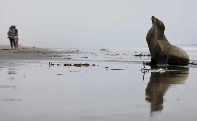 <p>Whales, dolphins, sea lions, and other marine mammals are washing up along the California coastline. The cause is a neurotoxin produced by a harmful algae bloom</p>