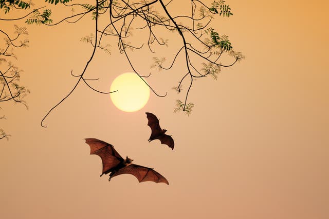 <p>An injured bat that was rescued from a back garden tested positive for a rabies-like virus</p>