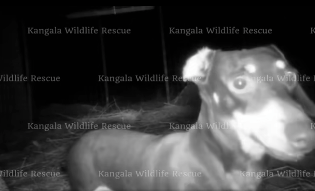 <p>Wildfire agents released a video showing Valerie in a cage after her rescue</p>