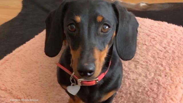 <p>Miniature dachshund Valerie has been found after 16 months on Kangaroo Island </p>
