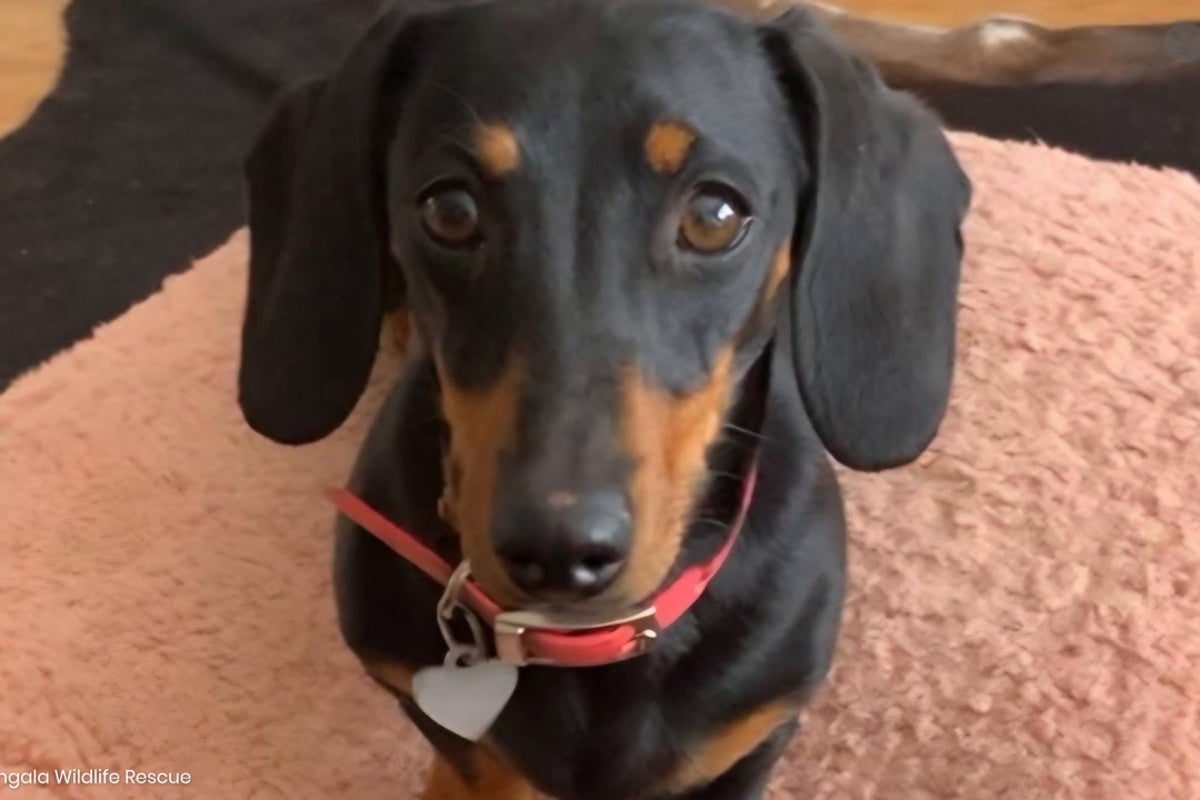 Sausage dog Valerie found safe and well 16 months after going missing