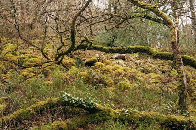 The Woodland Trust has launched an appeal to buy and restore temperate rainforest in Devon (Philip Formby/Woodland Trust/PA)