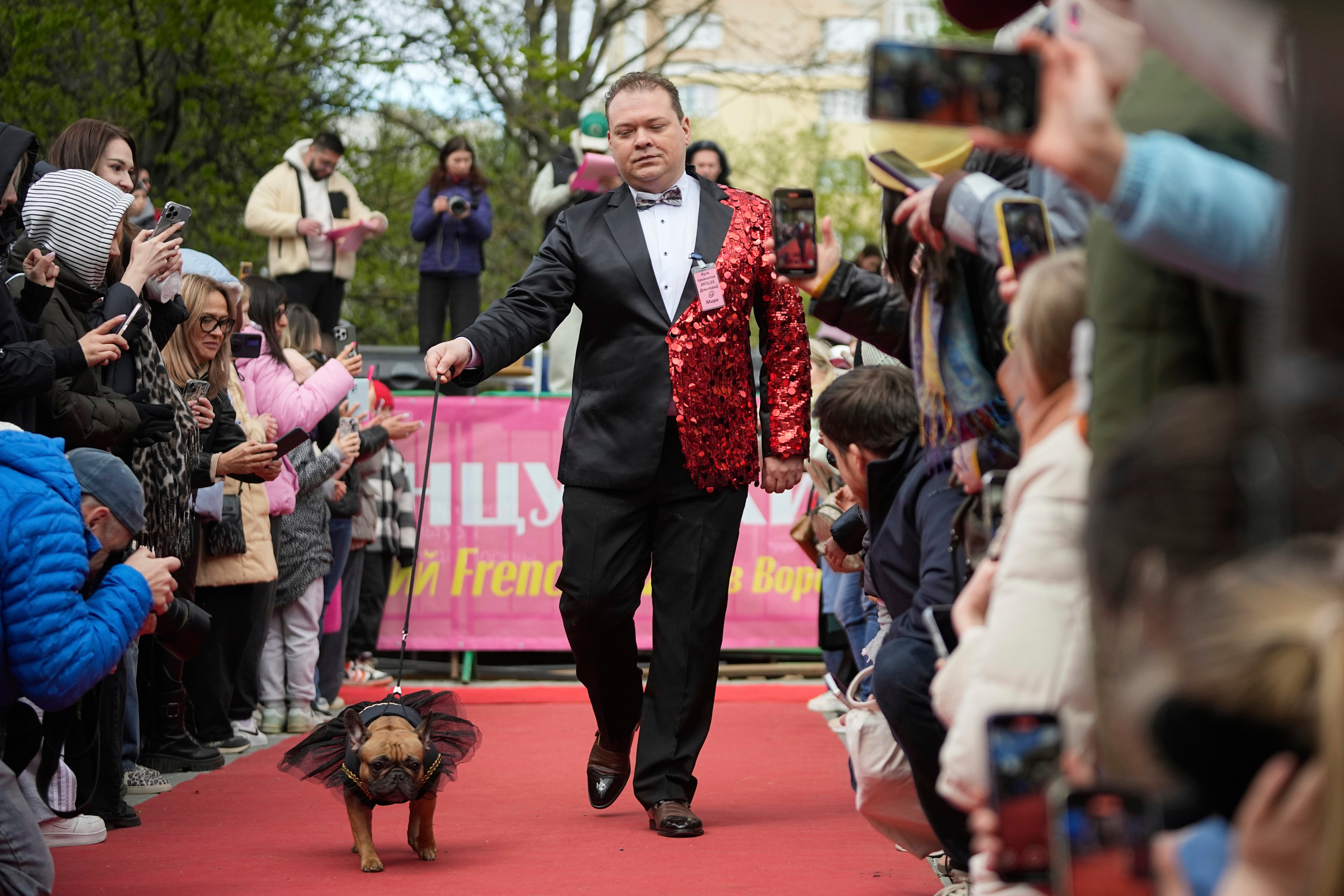 Russia French Bulldogs Parade