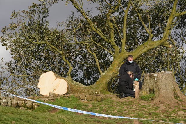 <p>The felled Sycamore Gap tree, on Hadrian’s Wall in Northumberland (Owen Humphreys/PA)</p>