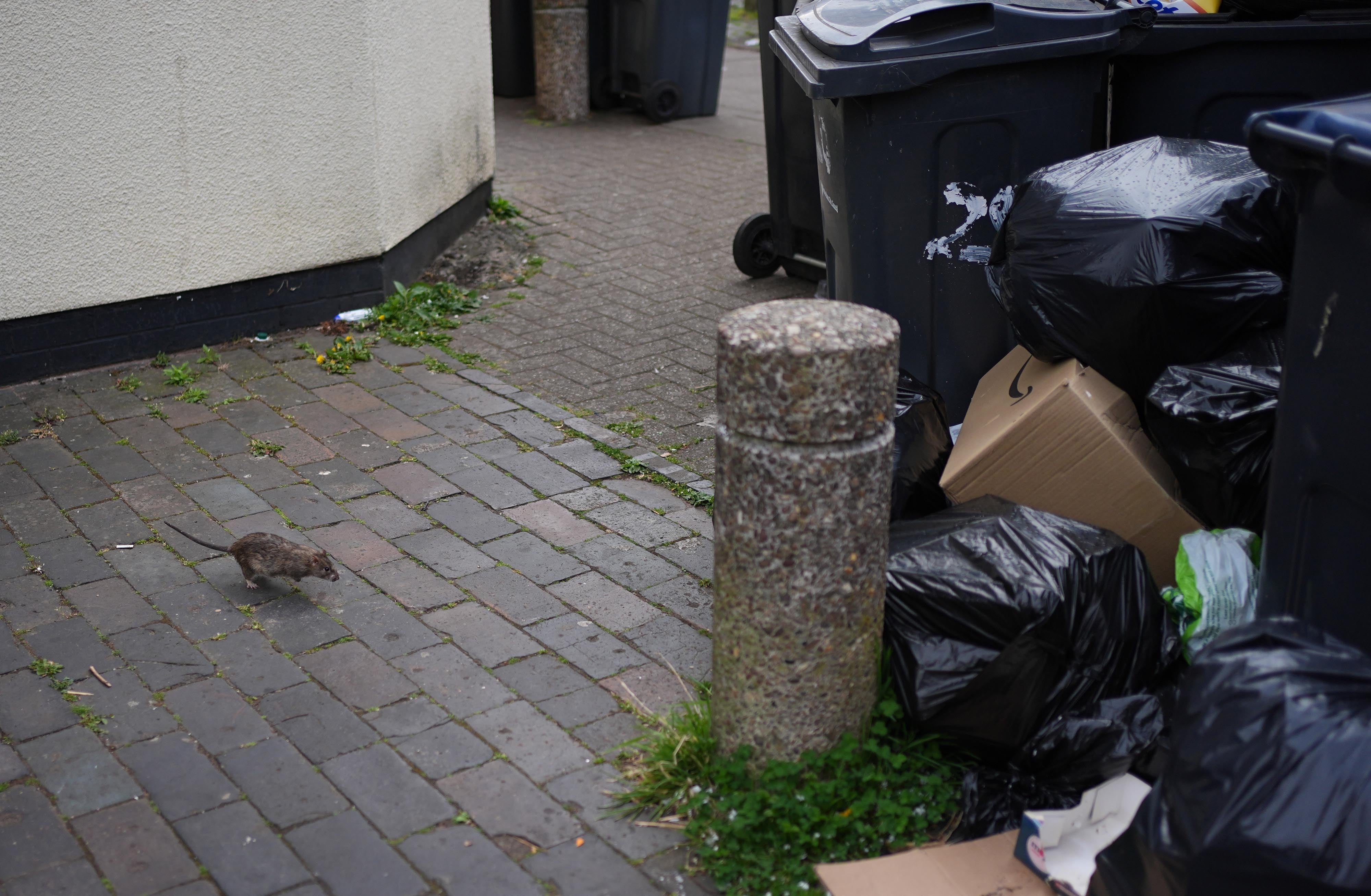 <p>A rat runs towards rubbish bags in Birmingham</p>
