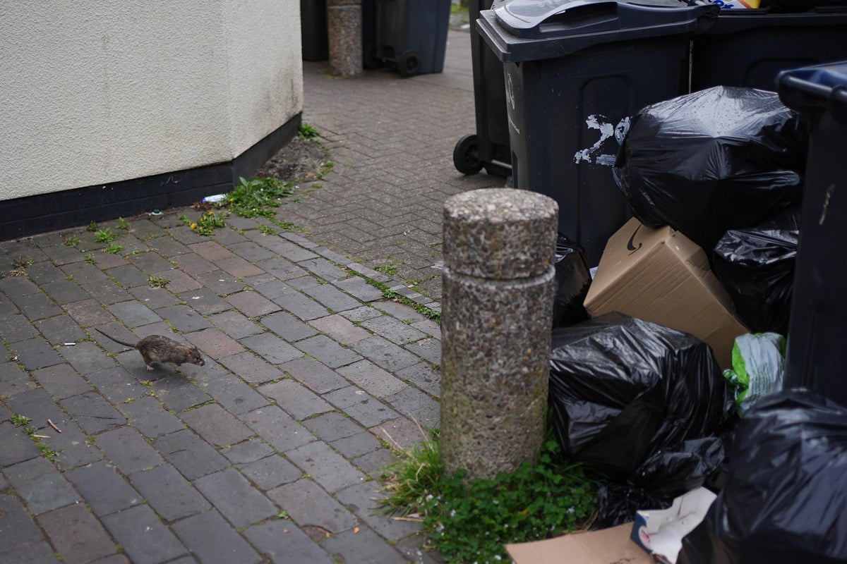 Three reasons why rats are getting bigger in the UK
