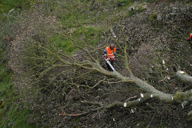 The felled Sycamore Gap tree (PA)