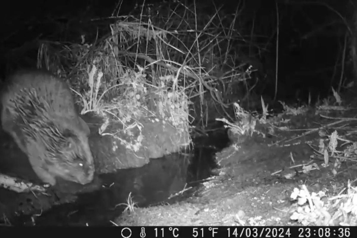 Wind in the willows! Beaver caught farting on wildlife camera