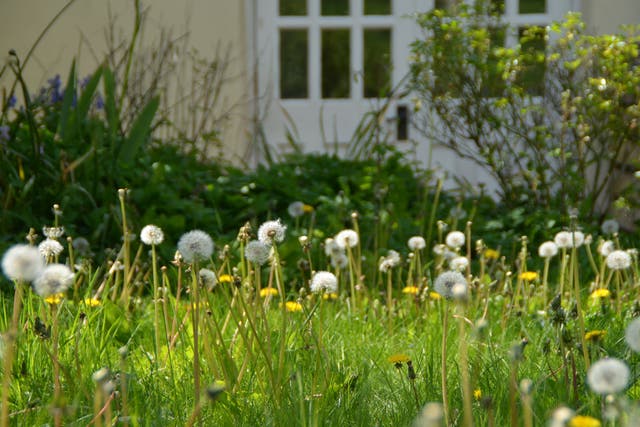 <p>Dandelions and daisies are among the plants at bloom during winter as a result of warmer temperatures</p>