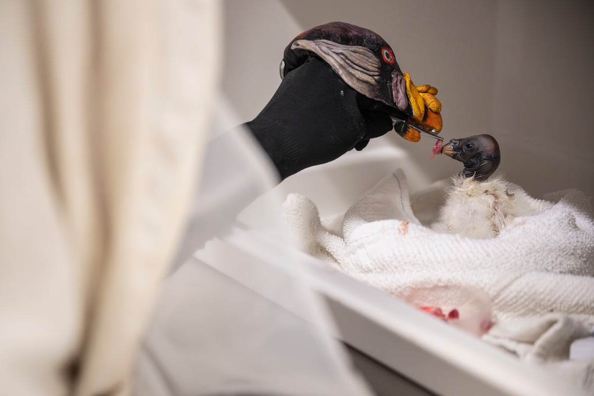 Why a New York zoo is feeding a baby vulture with a hand puppet