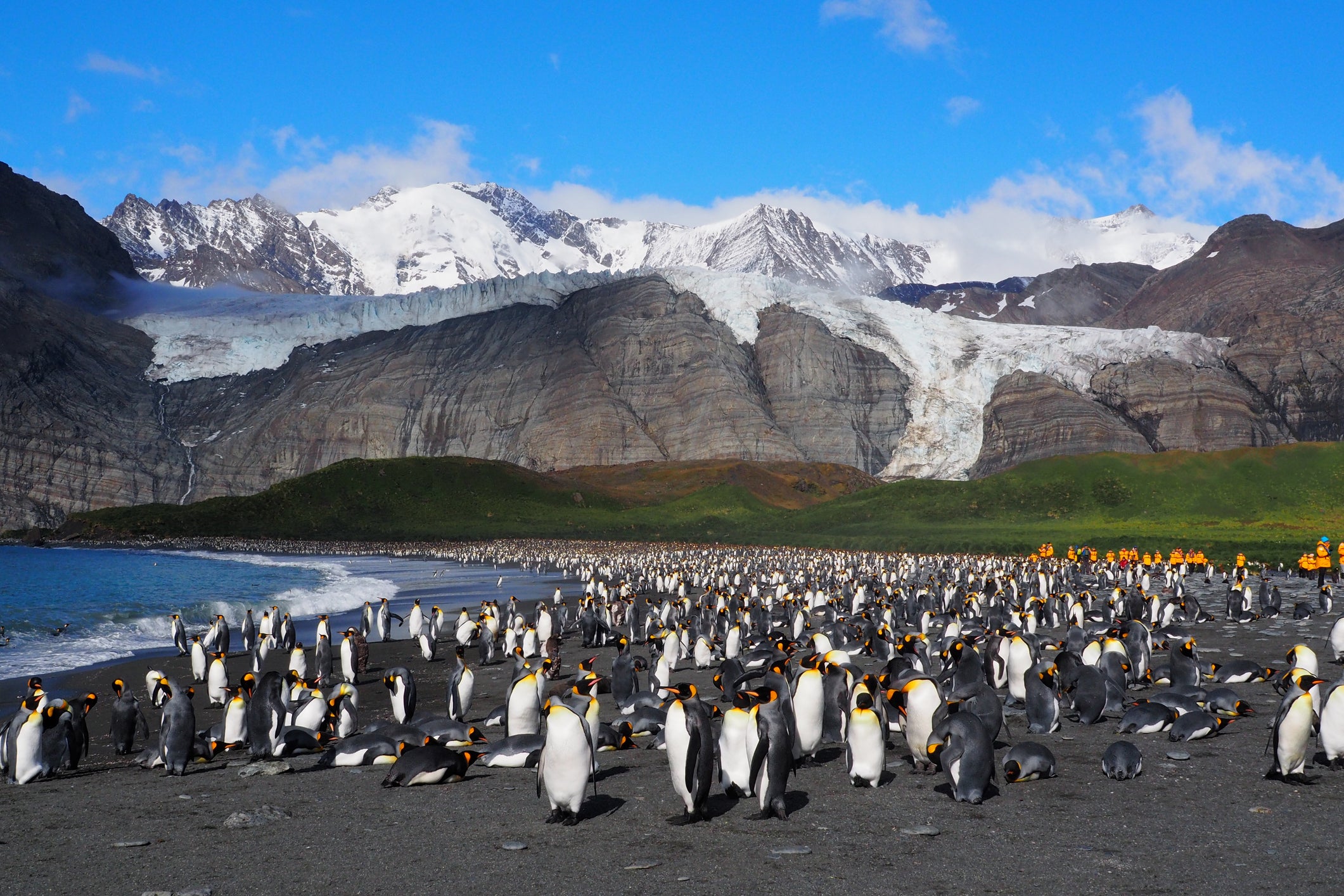 Suited and booted: King penguins congregate on South Georgia