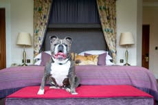 The best dog-friendly hotels in Bath – paw perfect pads for pooches and their owners