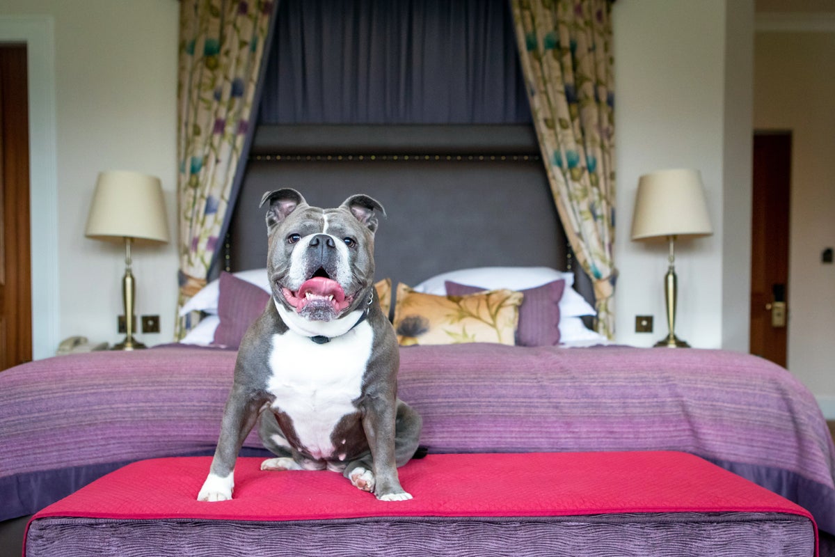 The best dog-friendly hotels in Bath – paw perfect pads for pooches and their owners