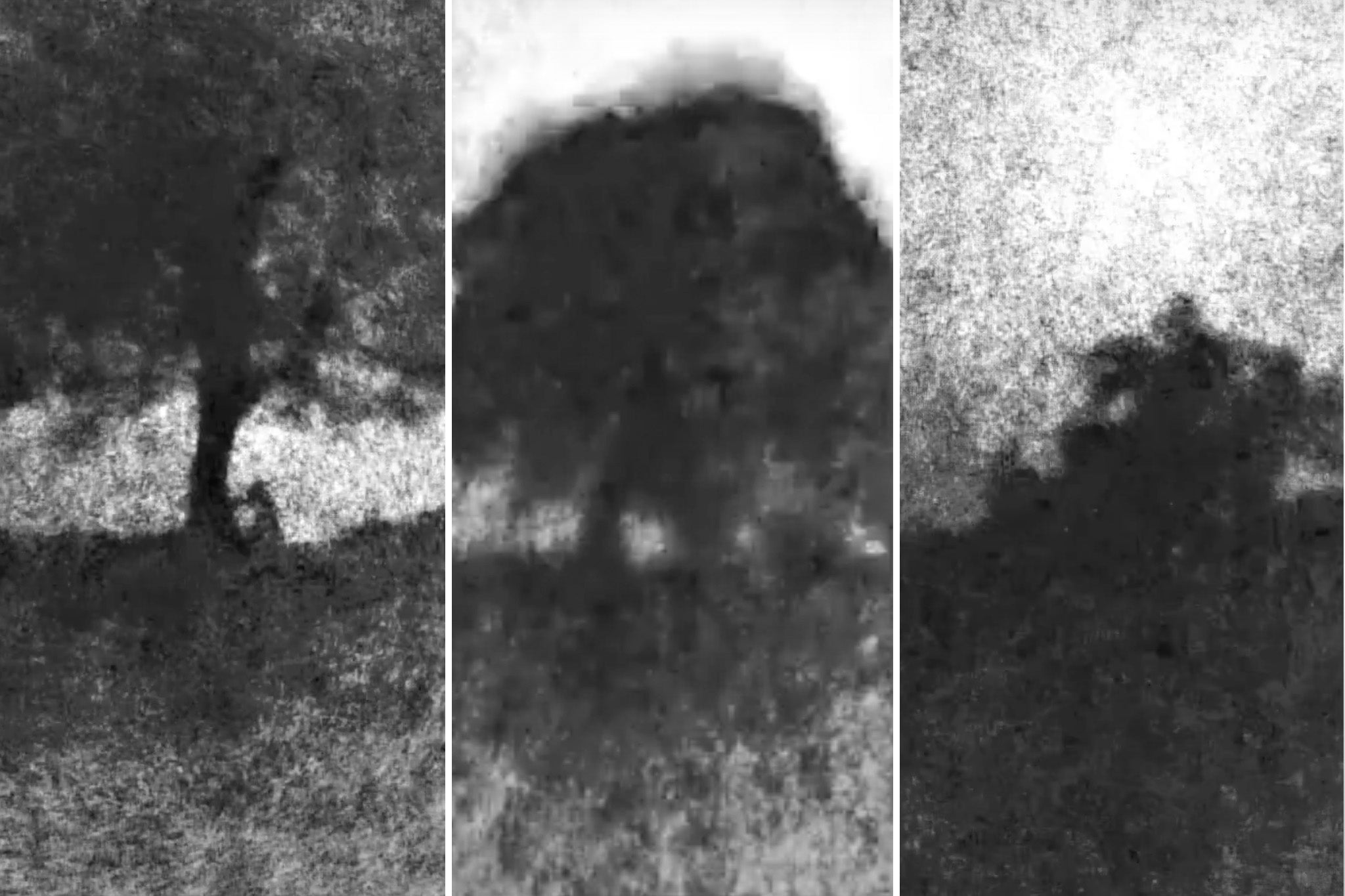 Stills from the video said to show the Sycamore Gap tree being felled