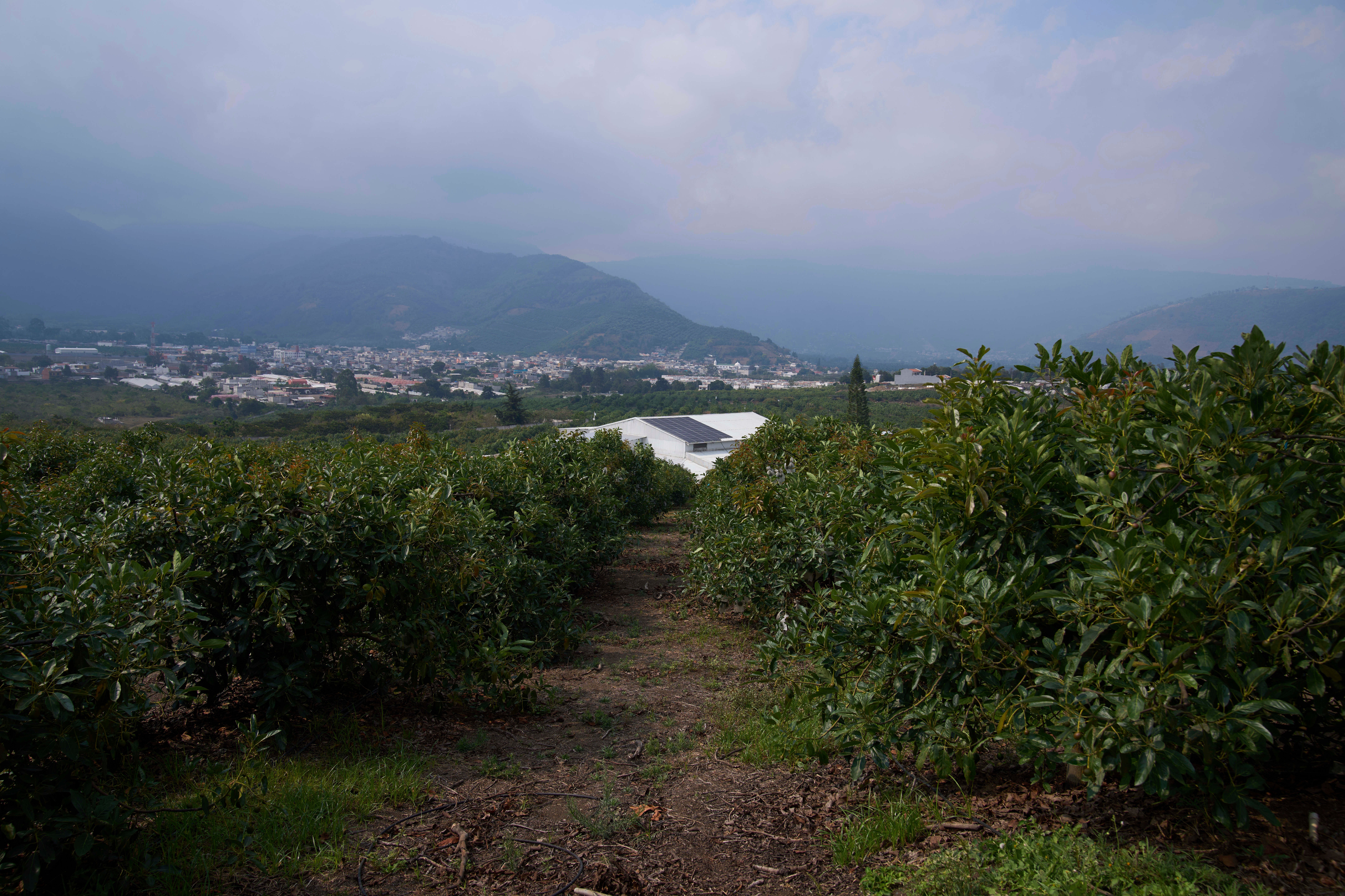 Guatemala US Avocado Exports