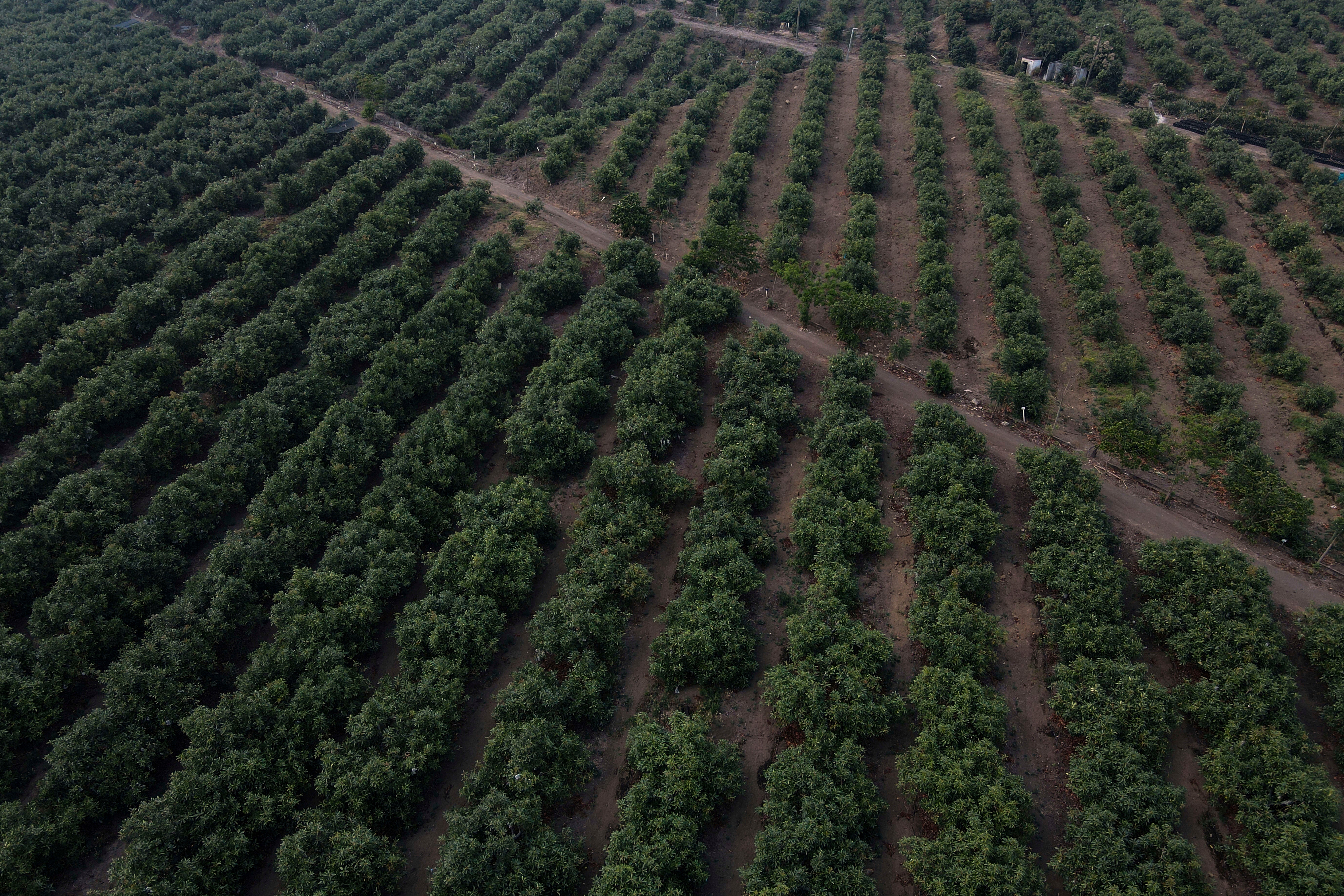 Guatemala US Avocado Exports