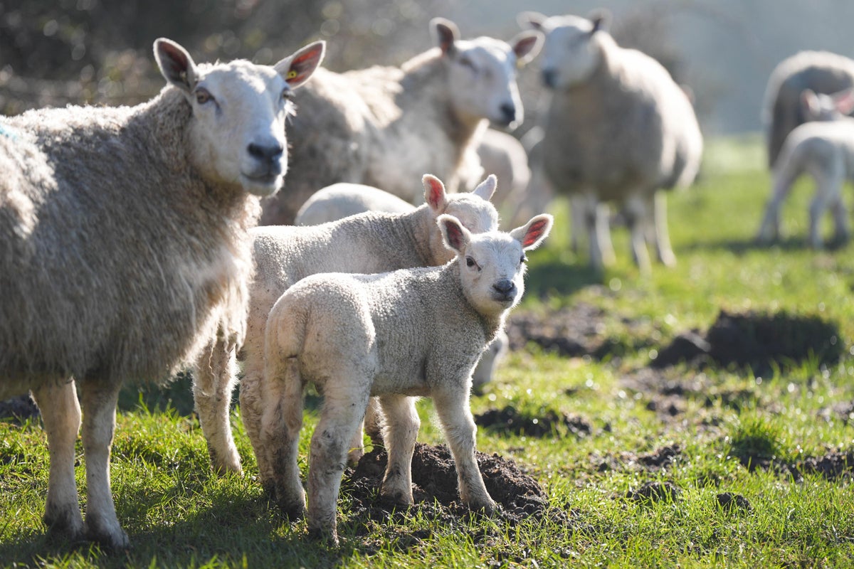 Four-year-old boy sent to hospital as 74 ill after petting farm trip