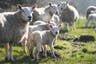 Four-year-old boy sent to hospital as 74 ill after petting farm trip