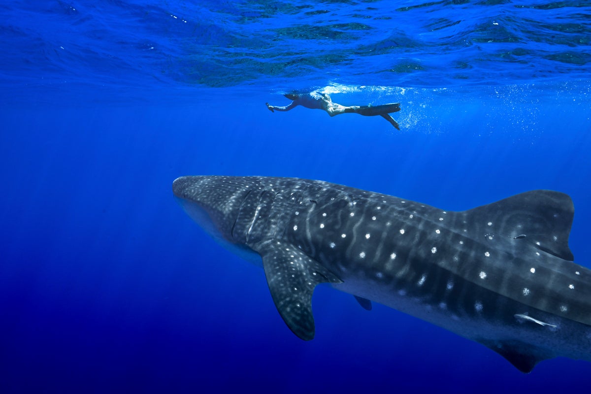 Nearly 80% of whale sharks in a tourism hotspot have human-caused scars