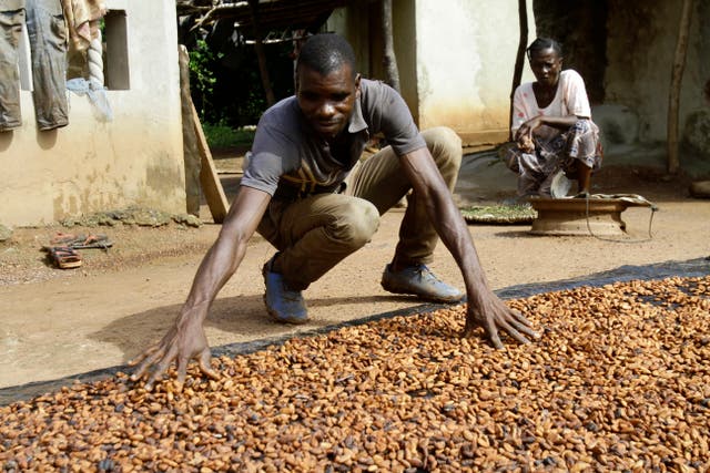 COSTA DE MARFIL-CACAO