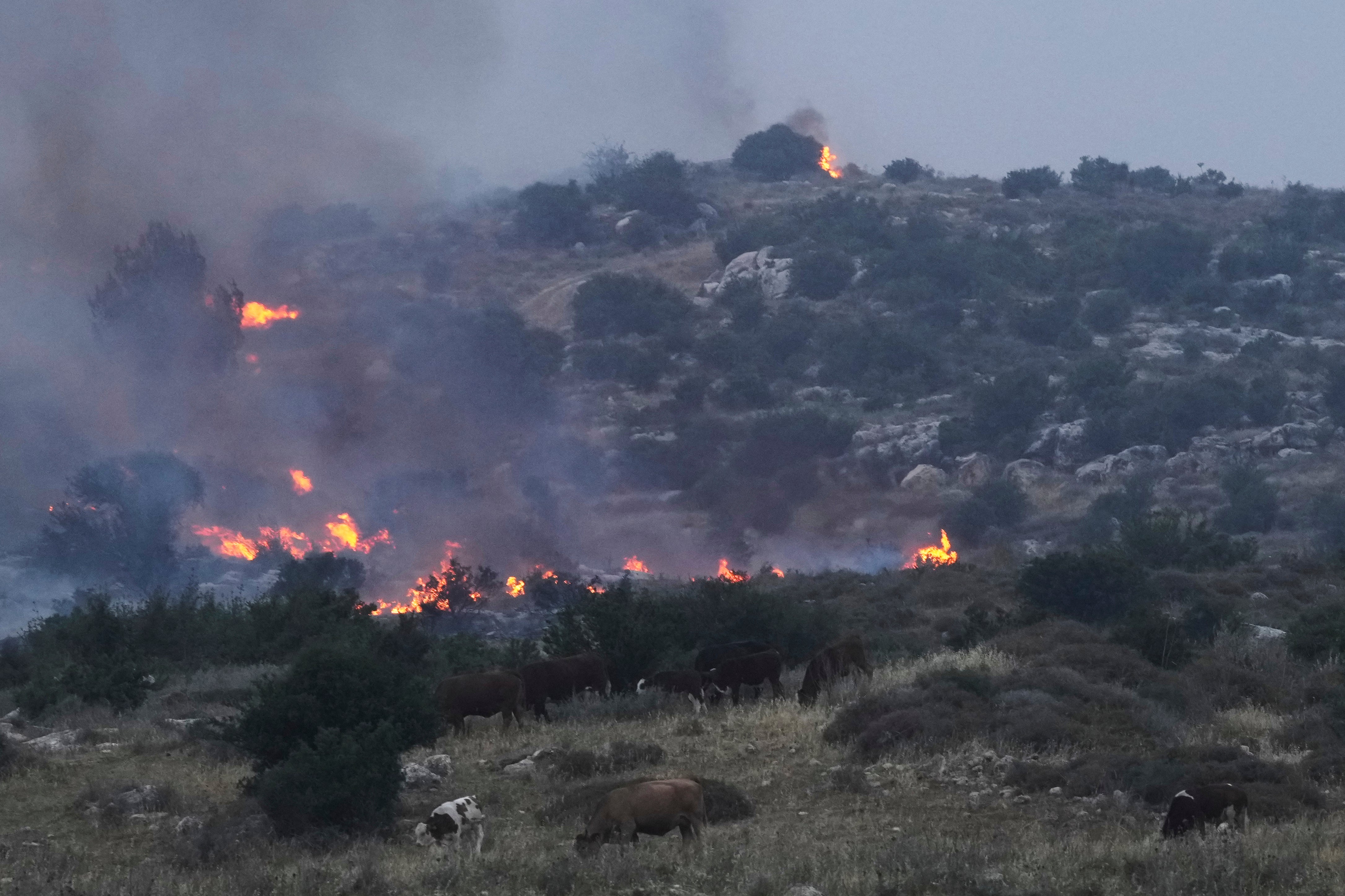 Cows graze as a forest fire burns near Latrun, on 30 April 2025