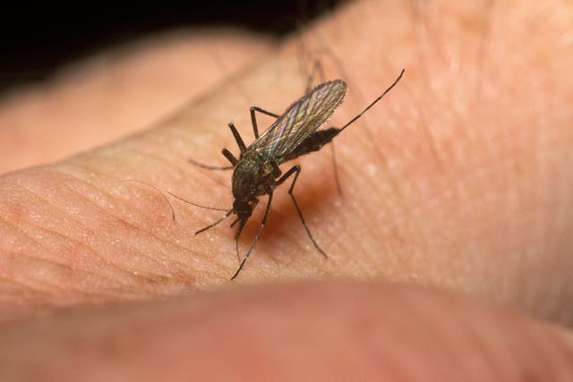 Mosquitoes were found the length and breadth of Scotland (Alamy/PA)