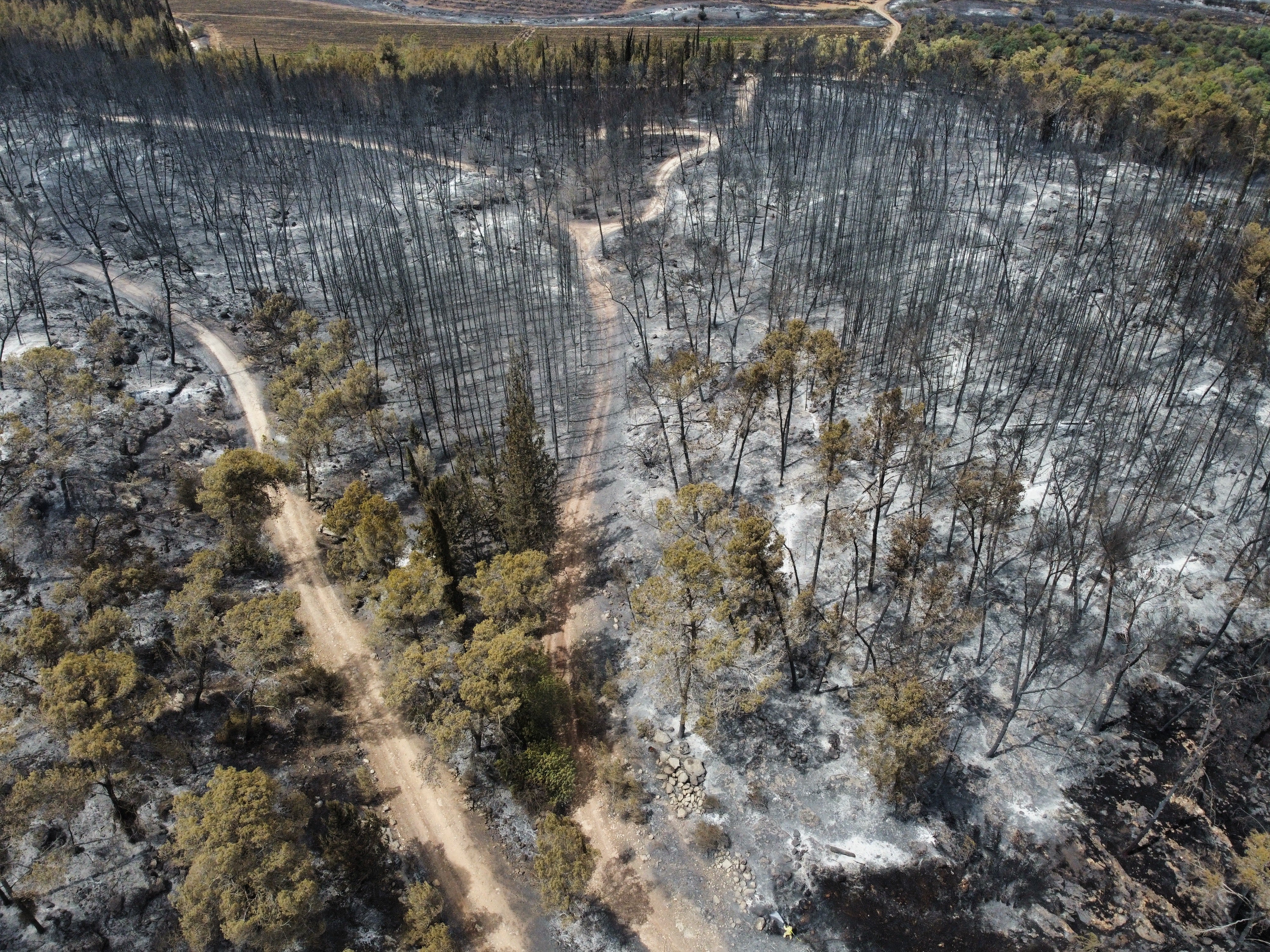 Israel has requested international aid to tackle the fires