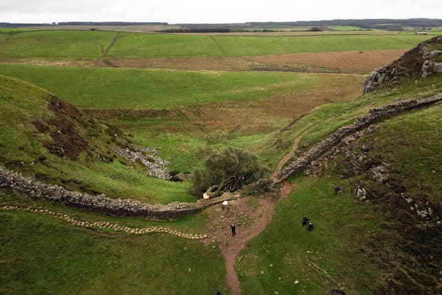 The felled tree at the landmark Sycamore Gap on Hadrian’s Wall (Owen Humphreys/PA)