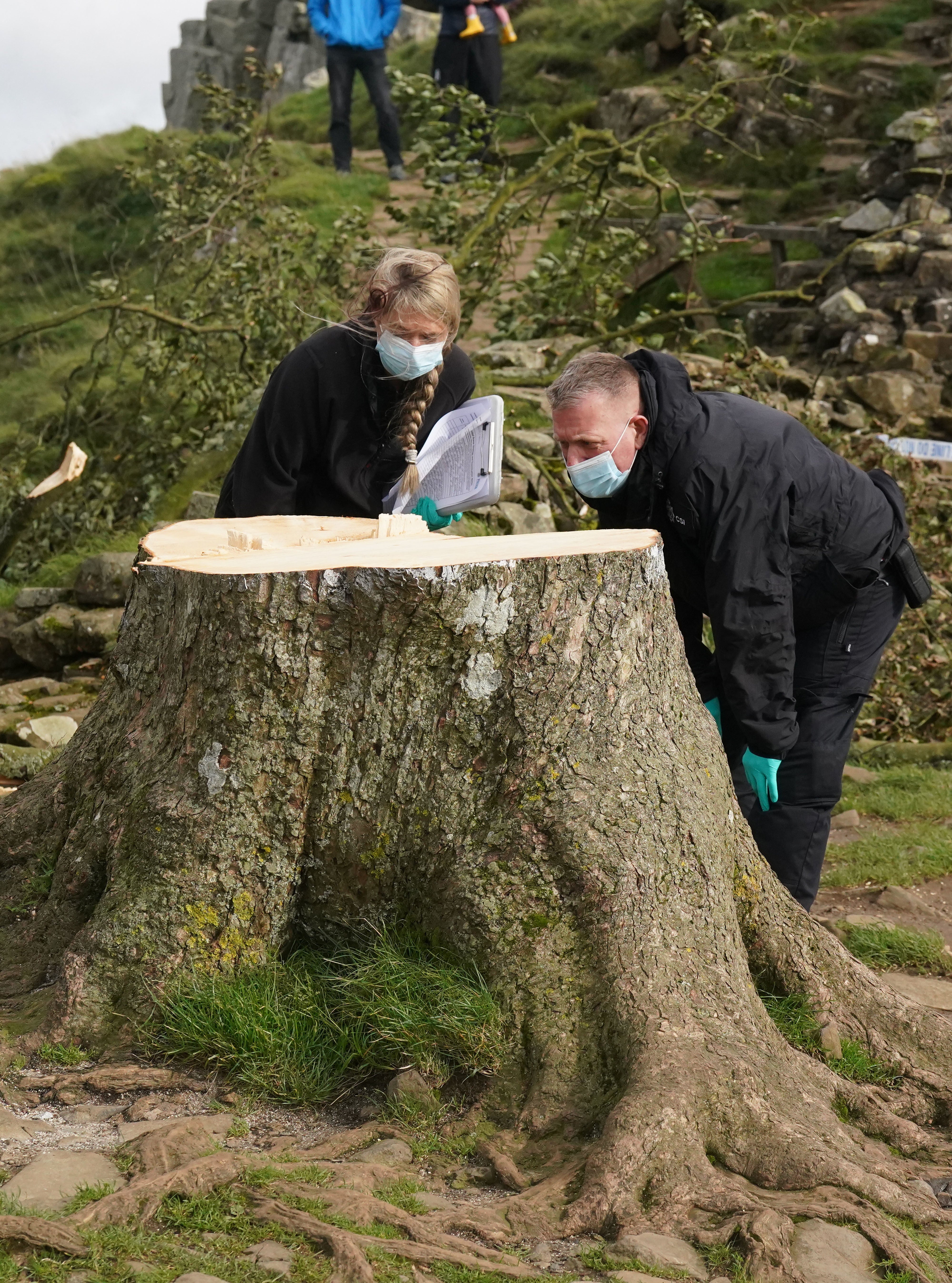 Forensic investigators examine the stump of the Sycamore Gap tree after it came down on the night of 27 September 2023