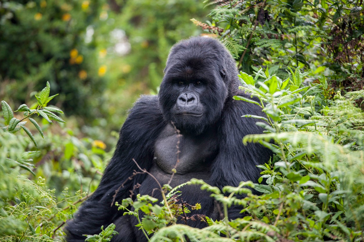 A post has seen a post on about 100 men who beat a gorilla in a battle over 289 million times