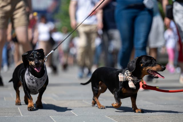 <p>Dachshunds and their owners take part in an attempt to set Hungary’s record for the largest dog walk of a single breed, at Budapest City Park, Budapest</p>